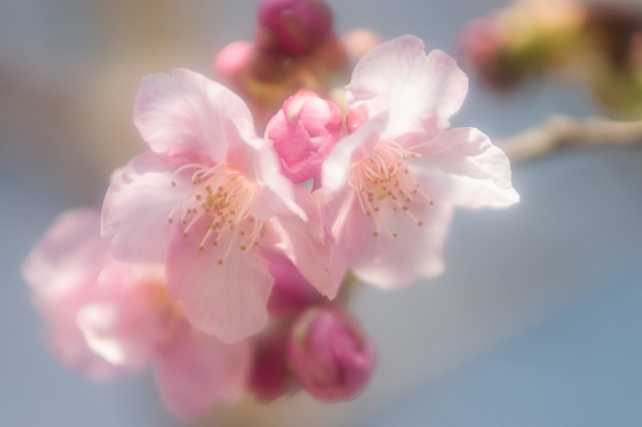 春が来た