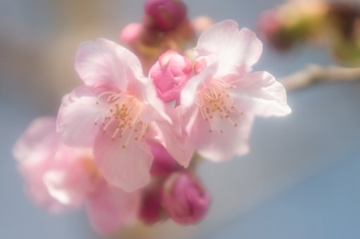 春が来た
