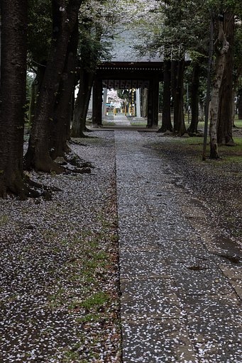 EF50mm f/1.2L USM