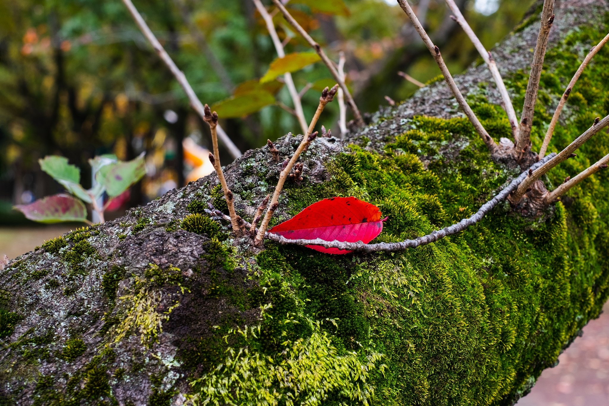 FUJINON XF35mm F1.4 R