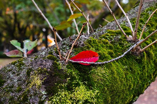 FUJINON XF35mm F1.4 R