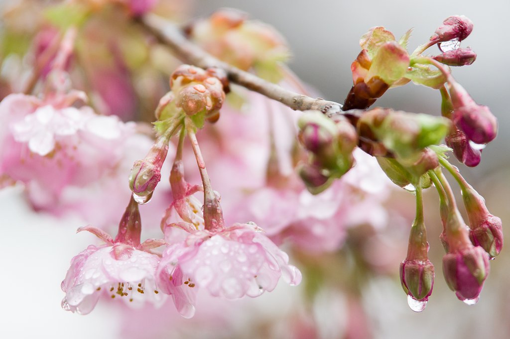 桜雨