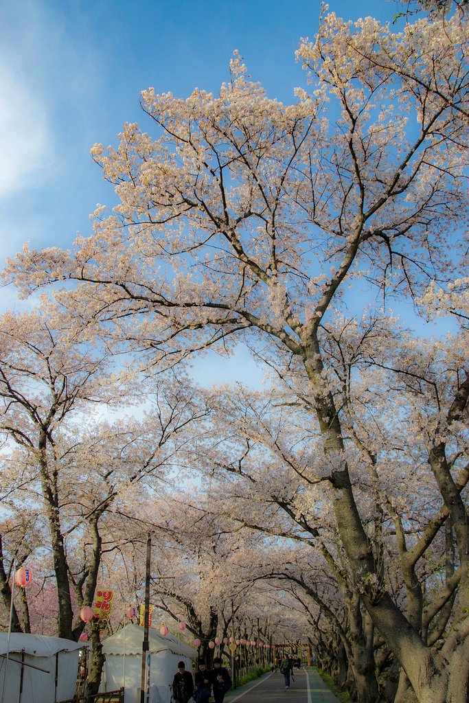 【花のある風景】桜祭り①