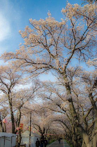 【花のある風景】桜祭り①