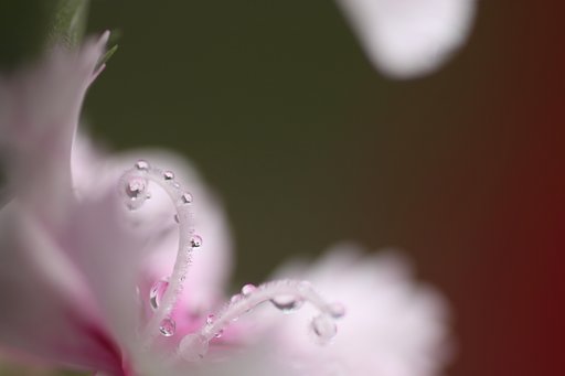 Tamron 90mm f2.8 macro 172E