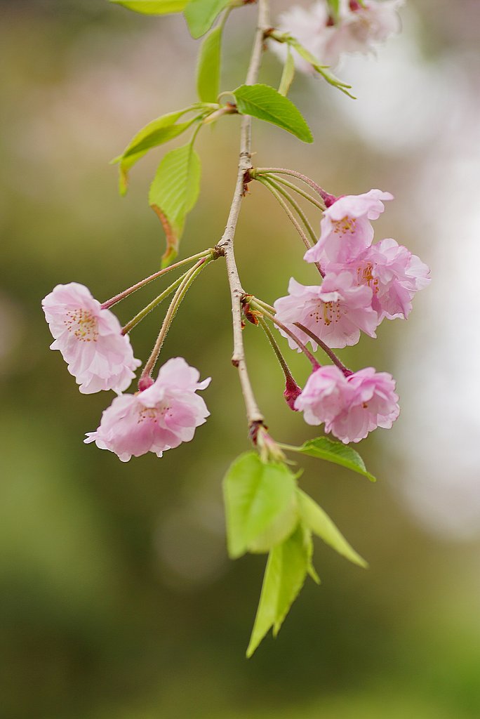 枝垂れ桜