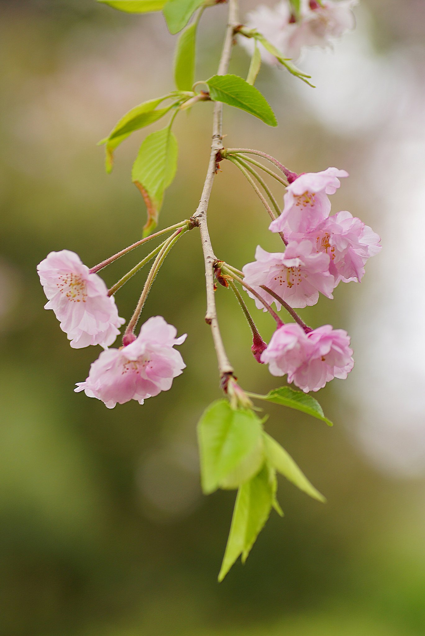 枝垂れ桜