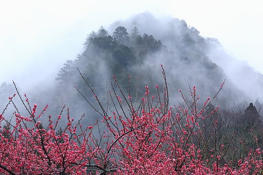 梅の里 雨情