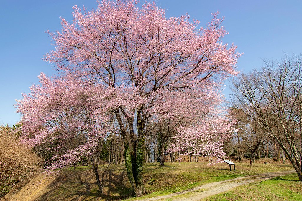 【花のある風景】城址公園