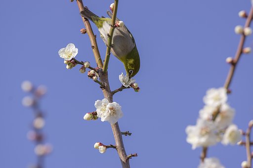 小春日和の人気者