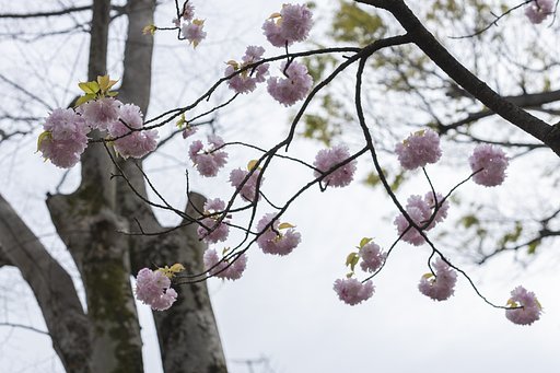 EF50mm f/1.2L USM