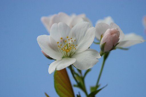 青空と桜