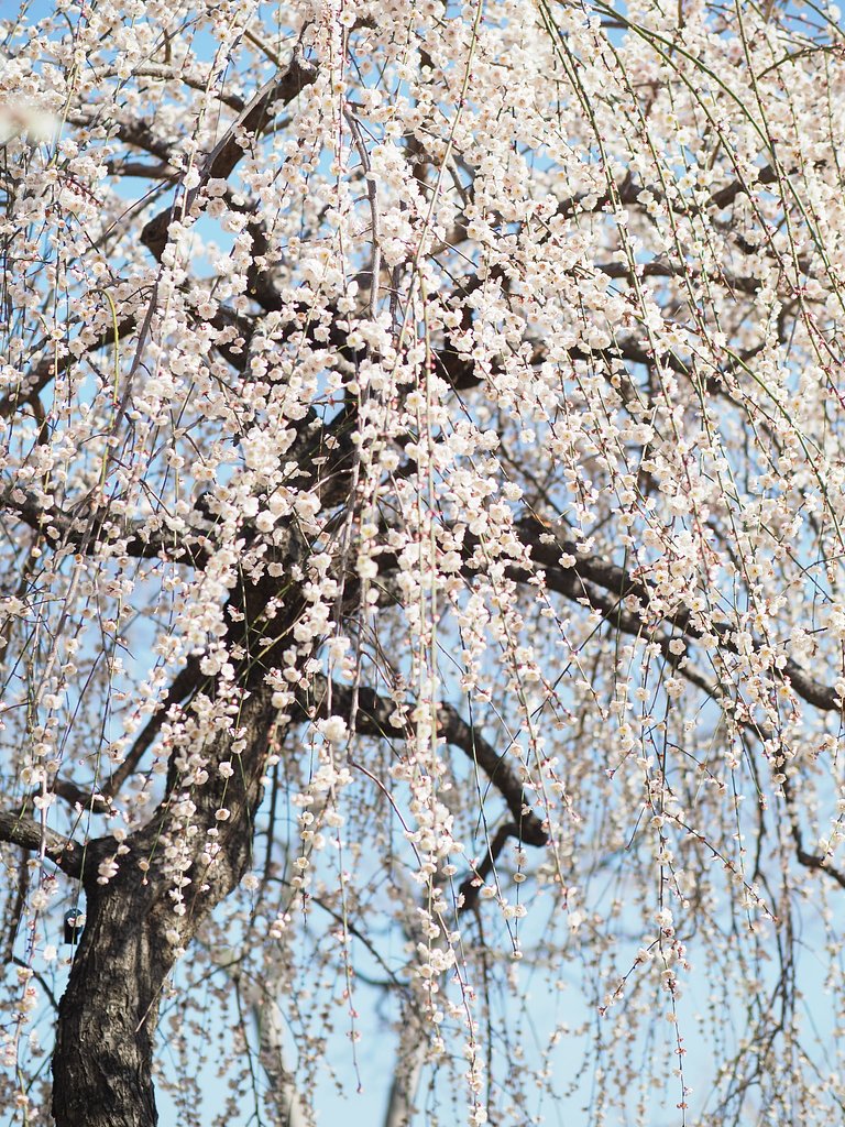 ◎Pana-LEICA DG NOCTICRON 42.5mm/F1.2 ASPH.