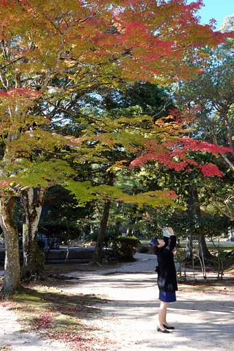 紅葉