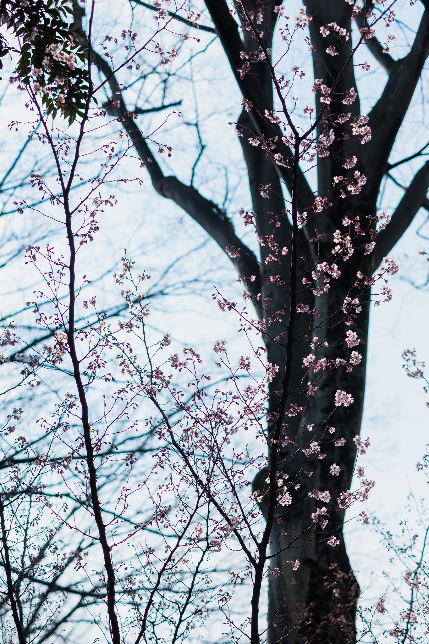 FUJINON XF35mmF1.4 R