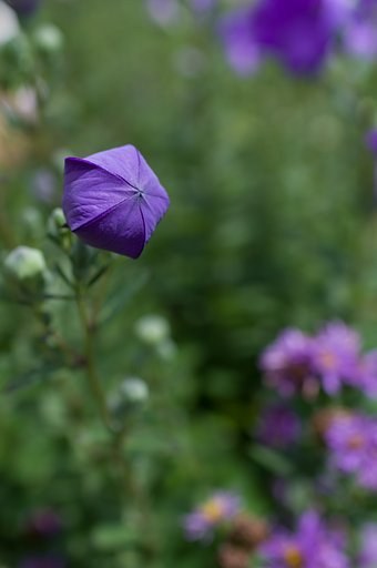 SIGMA 30mm F1.4 DC HSM