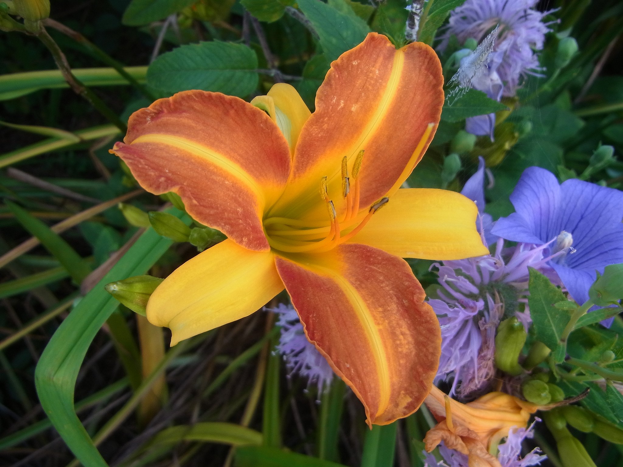 ノカンゾウ