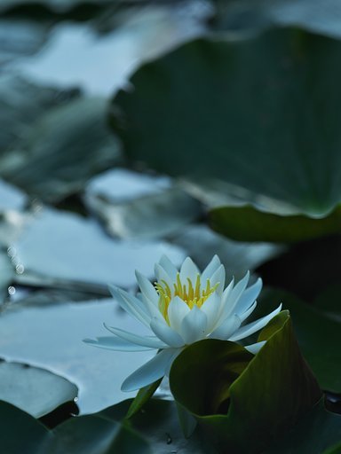 睡蓮