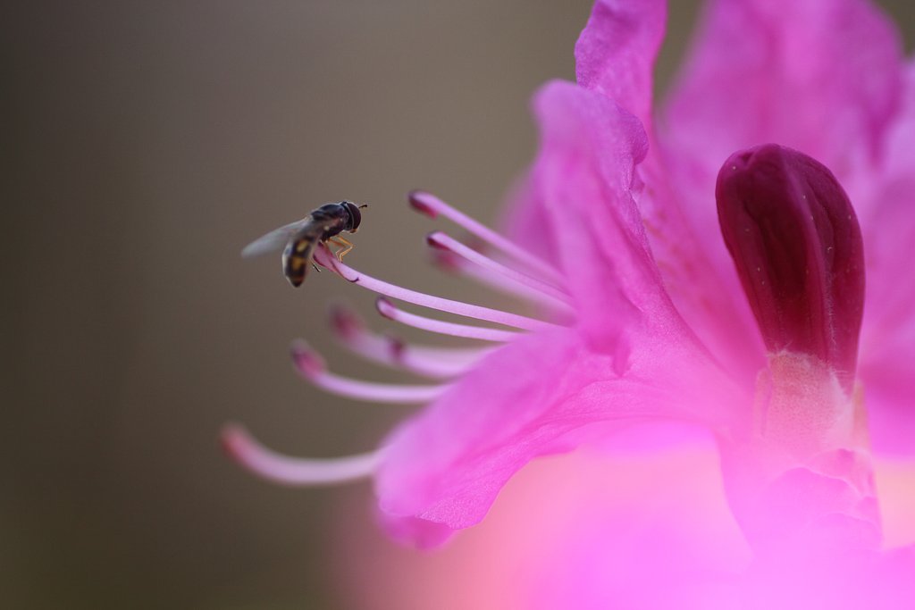 コバノミツバツツジ