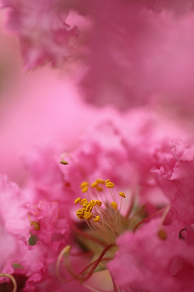 Tamron 90mm f2.8 macro 172E