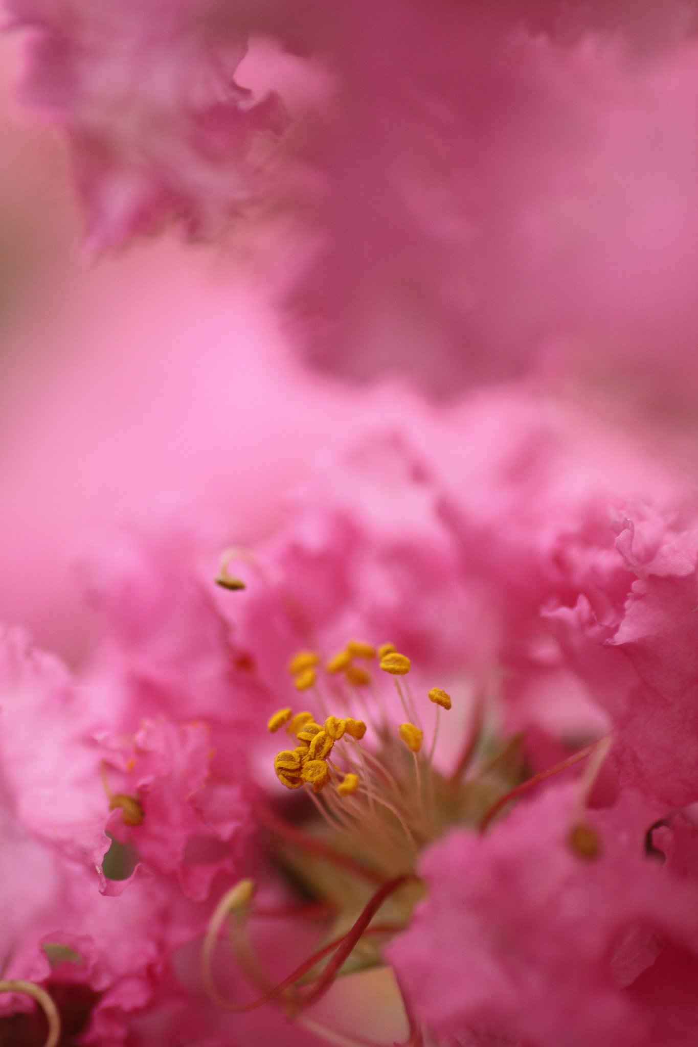 Tamron 90mm f2.8 macro 172E