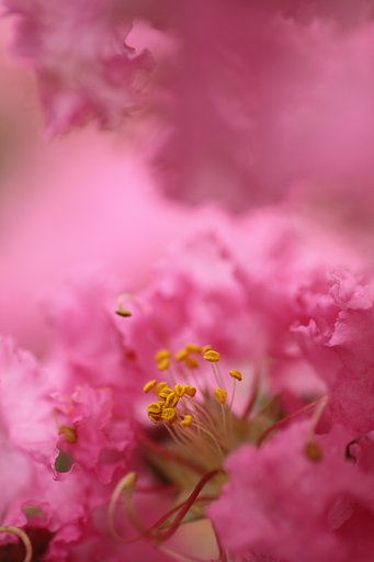 Tamron 90mm f2.8 macro 172E