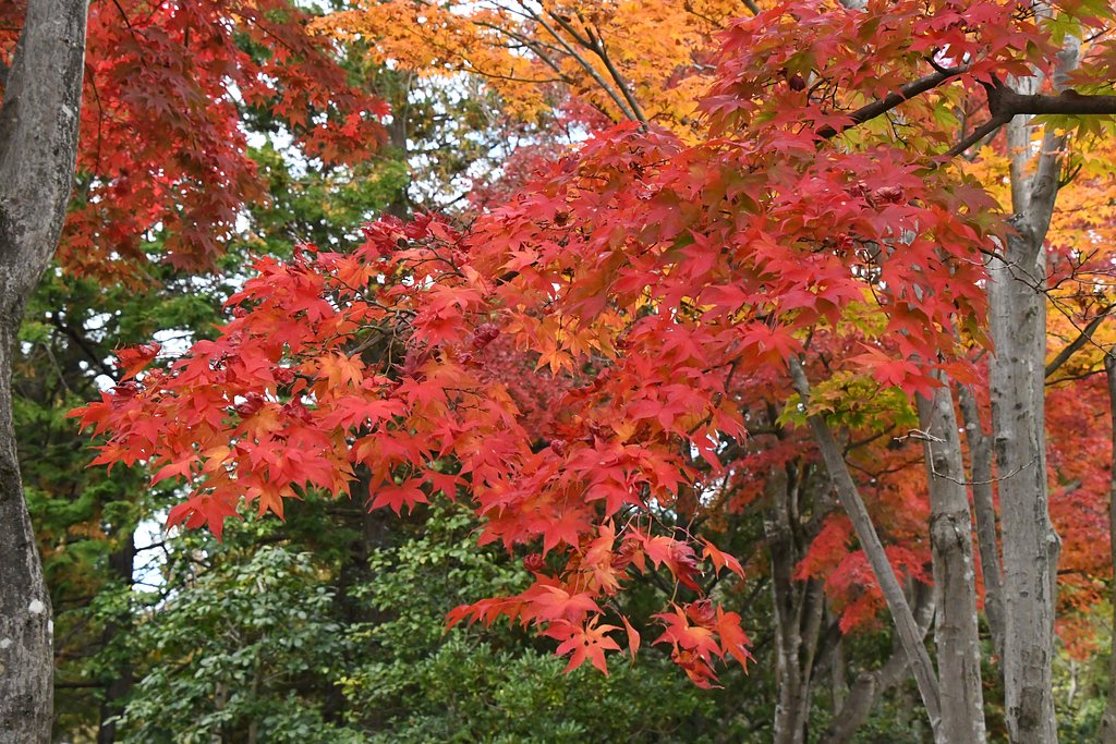 紅葉