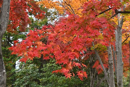 紅葉