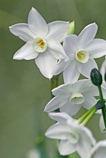 白花水仙