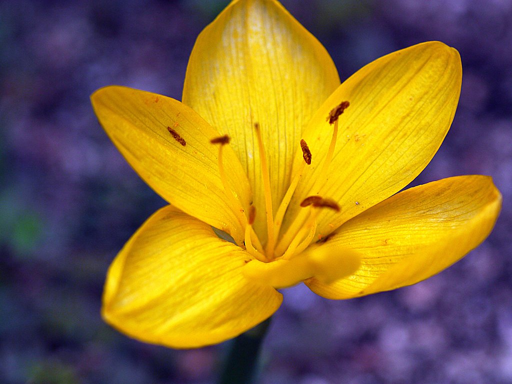 Canon FD100mm F4 macro