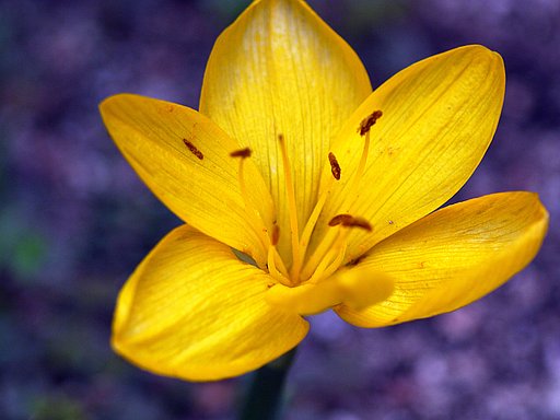 Canon FD100mm F4 macro