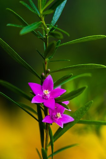 EF180mm F3.5 L MACRO