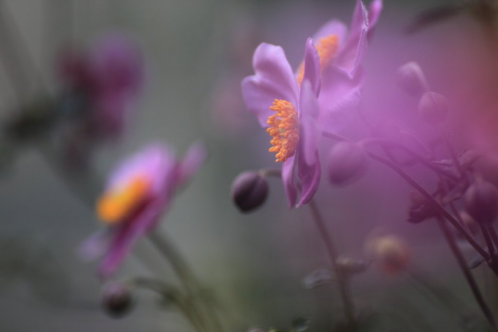 秀明菊
