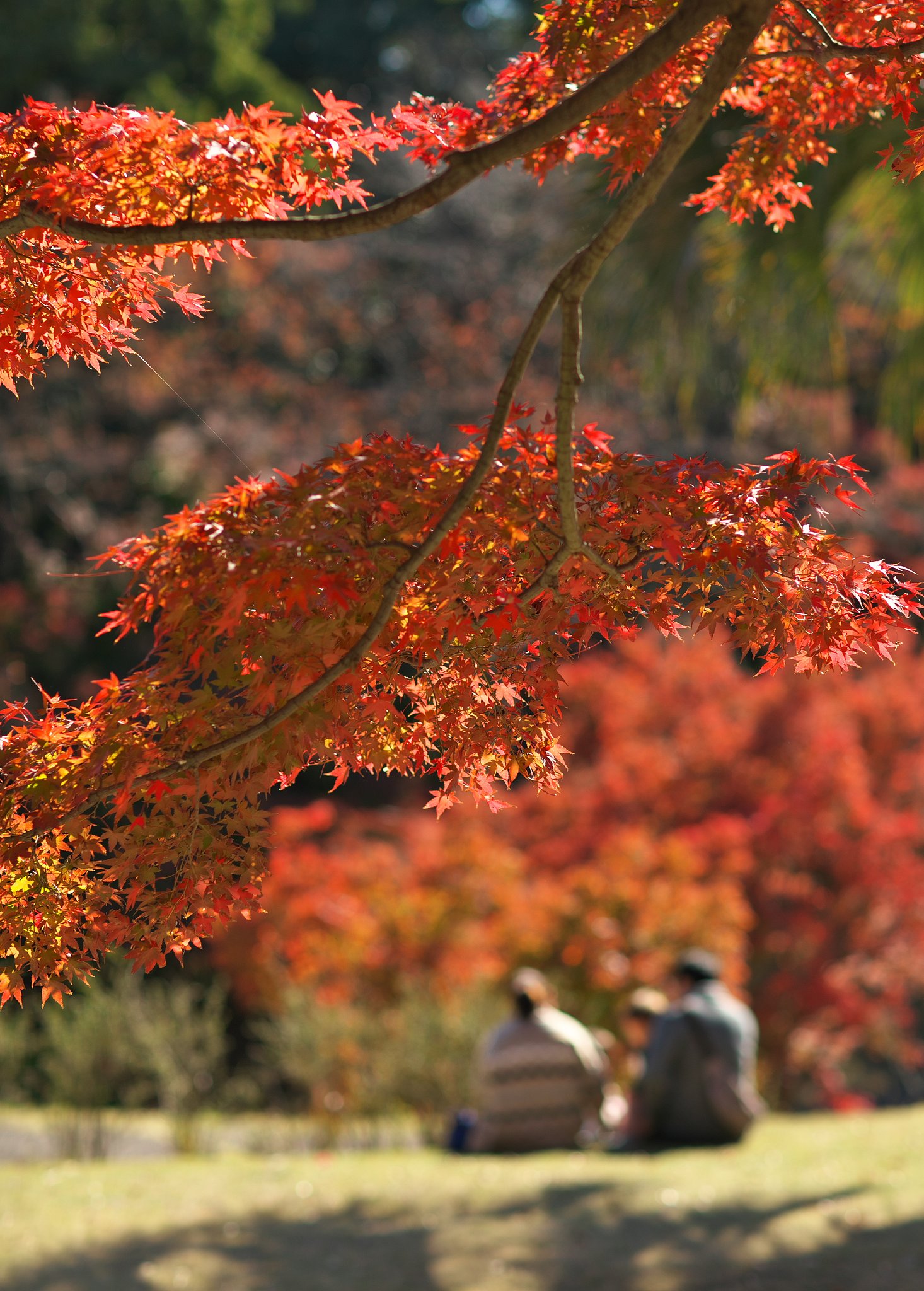 EF85mm F1.2LⅡ