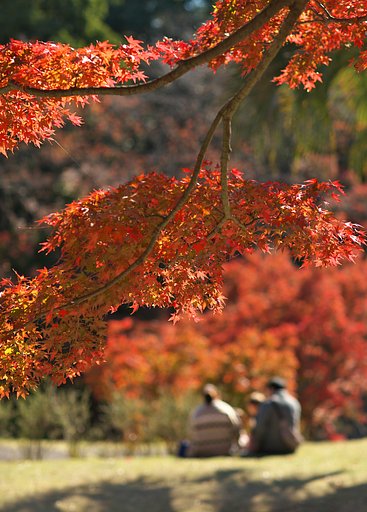 EF85mm F1.2LⅡ