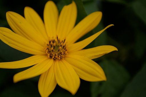 【大きな秋】雑草の中の花！
