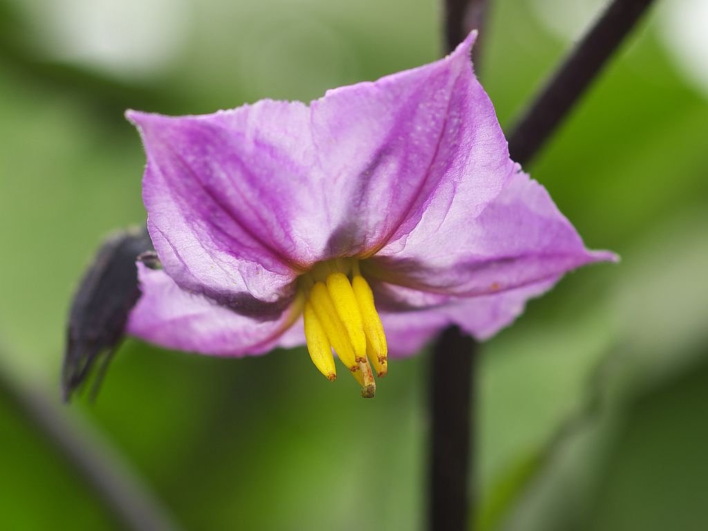 ナスの花