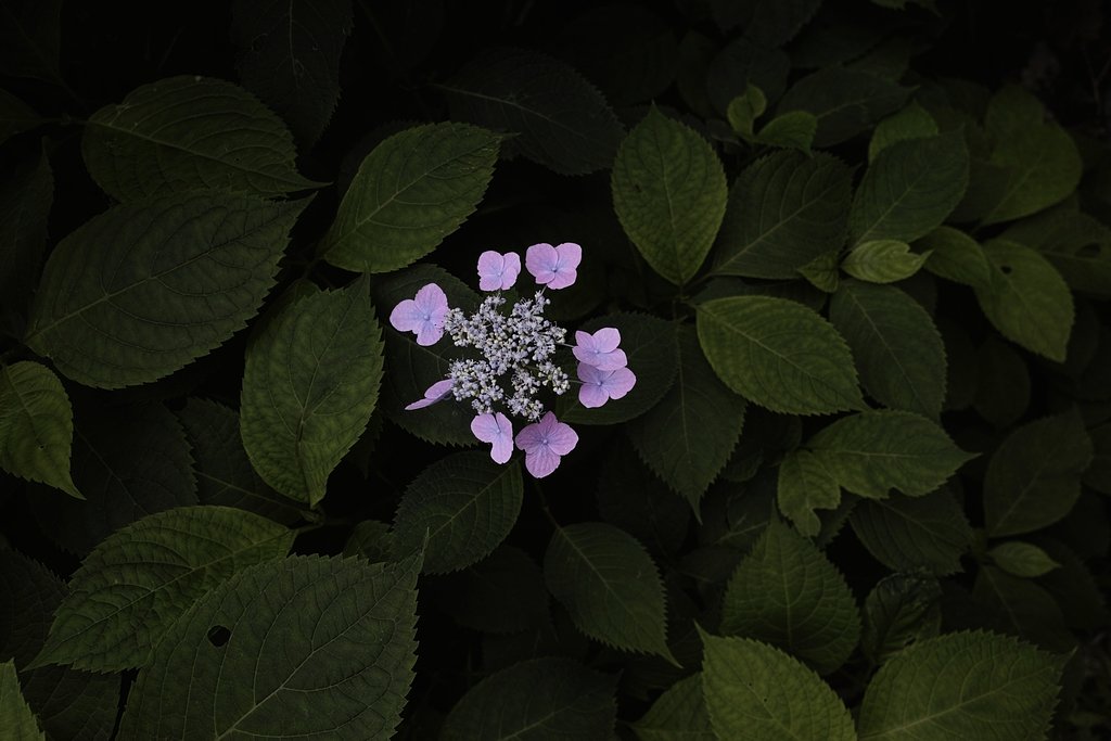 額紫陽花 2