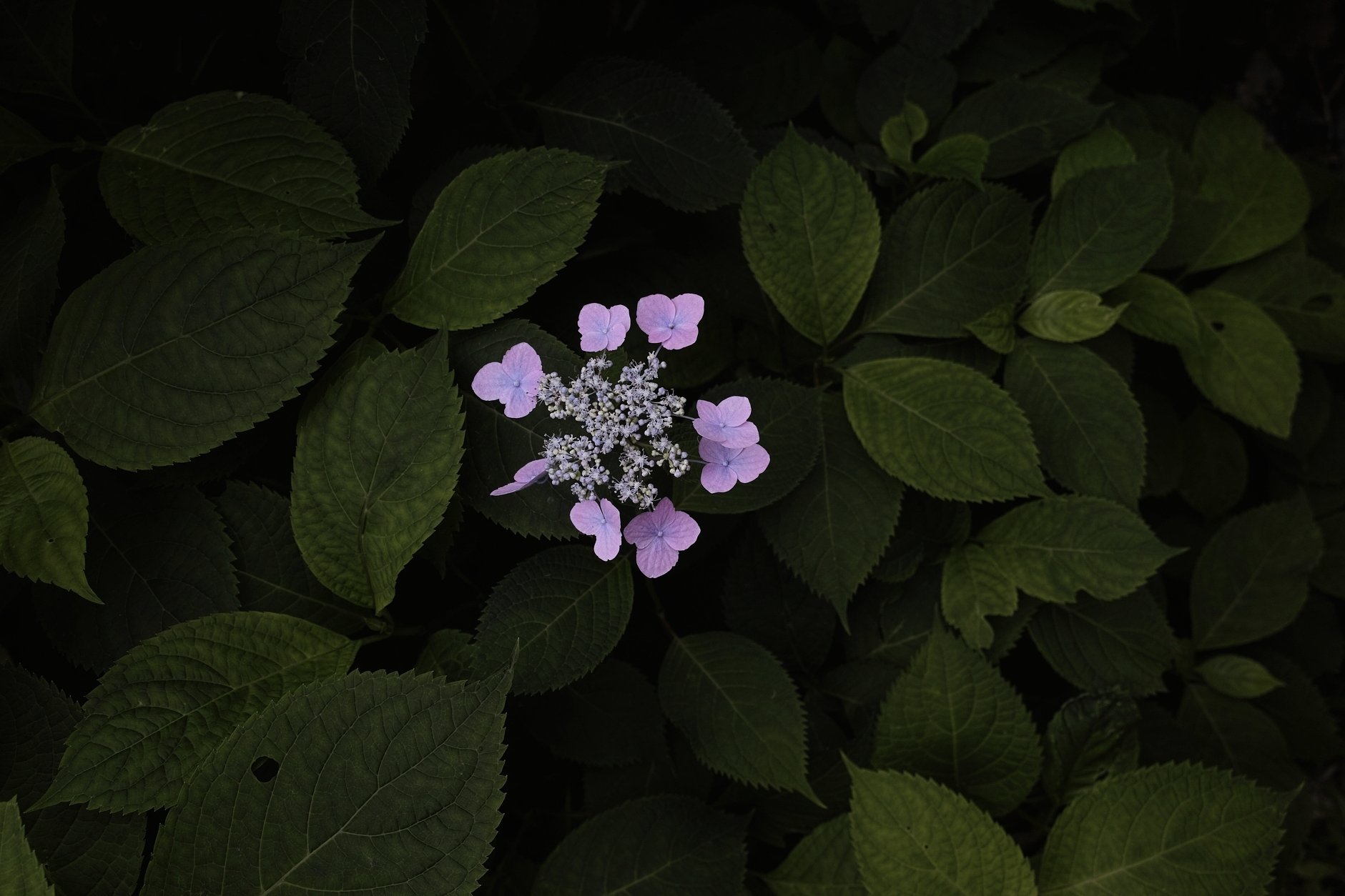 額紫陽花 2