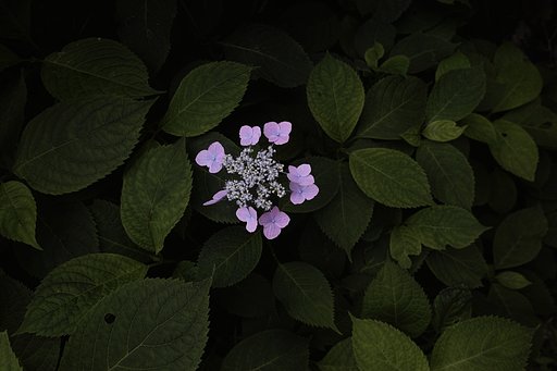 額紫陽花 2
