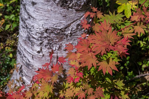 白樺と紅葉