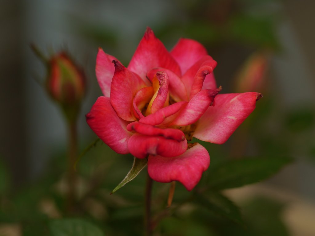 Canon FD100mm F4 Macro
