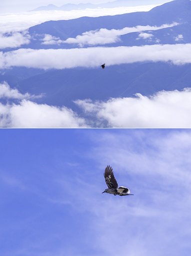 雲上のホシガラス