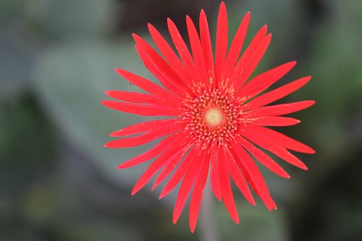 赤い花