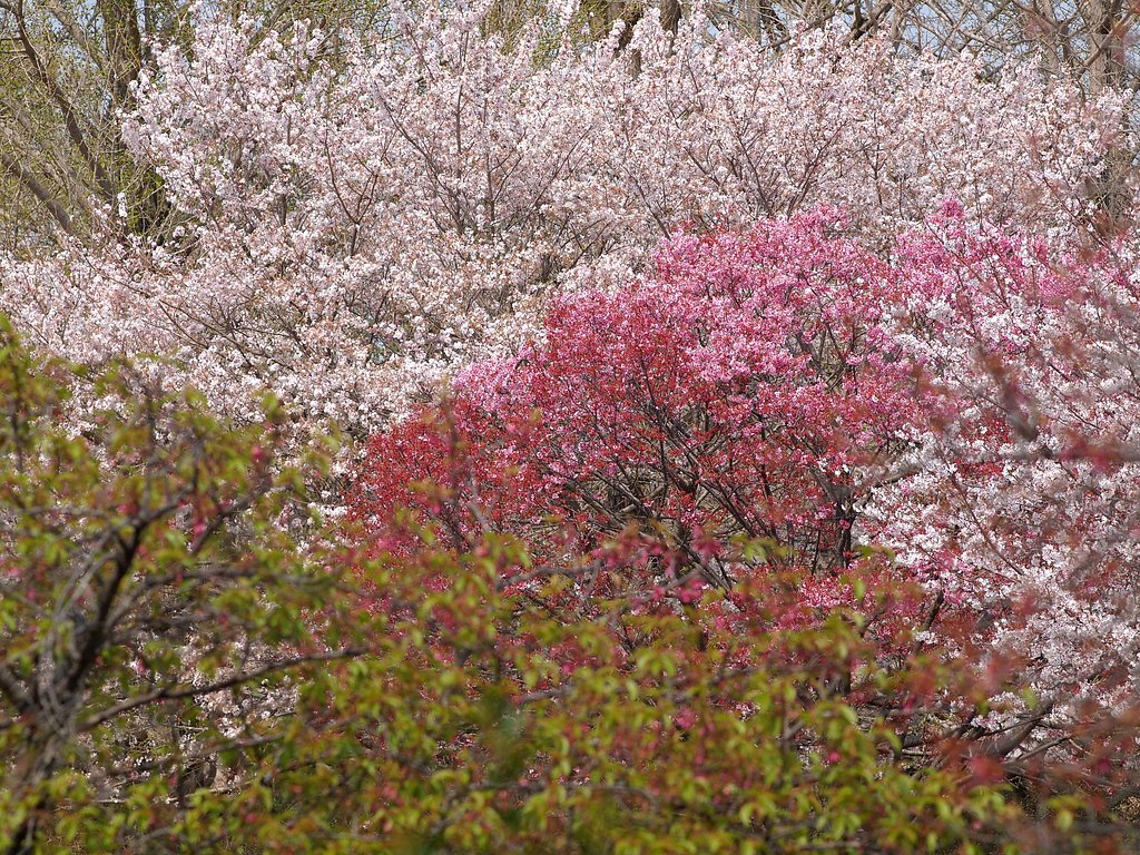 春の四色四様