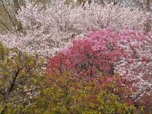 春の四色四様