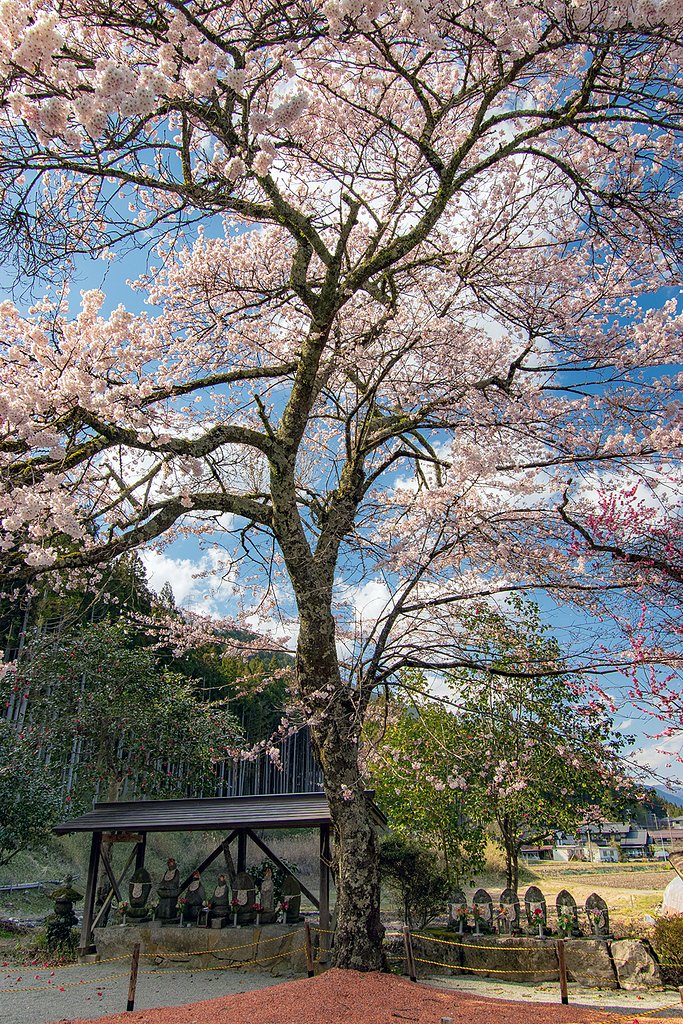 【花のある風景】桜と地蔵