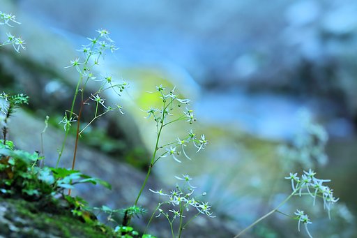 ダイモンジ草