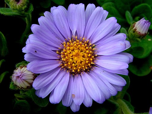 菊科の花UP