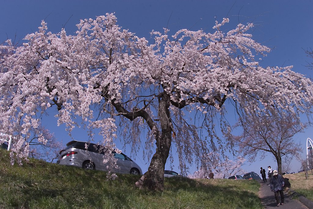 いいお天気でよかってですね！